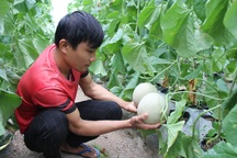 Người dân Gia Lai "bỏ túi" hàng trăm triệu mỗi năm nhờ trồng dưa lưới