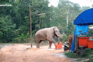 Voi đói tranh cướp đồ ăn của khách du lịch trong lán trại