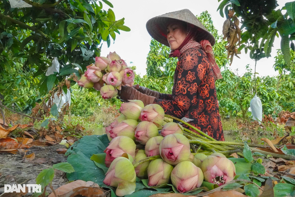 Trồng loại sen to như cái quạt, trai đẹp giúp mẹ kiếm tiền triệu mỗi ngày - 4 Trồng loại sen to như cái quạt, trai đẹp giúp mẹ kiếm tiền triệu mỗi ngày - 4