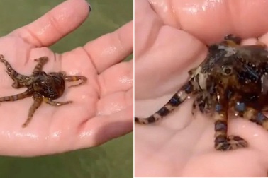 Loài bạch tuộc có vẻ ngoài bắt mắt nhưng cực độc, hạ gục kẻ thù sau ít phút