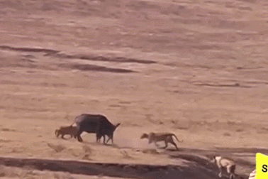 Trâu mẹ “tử chiến” với ba sư tử để bảo vệ con