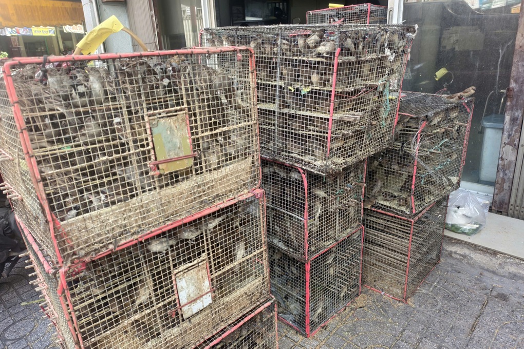 1.000 con chim bị bày bán bất hợp pháp trên đường ở TPHCM - 1 1.000 con chim bị bày bán bất hợp pháp trên đường ở TPHCM - 1