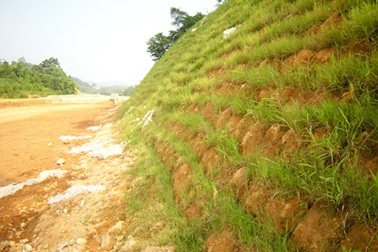 Mục sở thị loại cỏ lạ trồng trái quy định ở Việt Nam