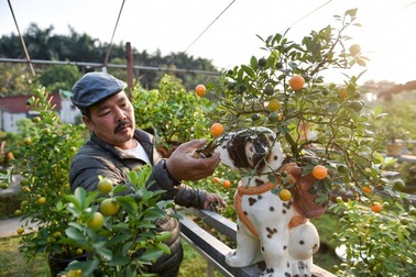 Ngắm bộ sưu tập “siêu” cây khủng giá trăm triệu đón Tết