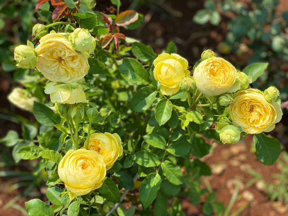 9X Đắk Lắk đánh liều bán ô tô, vay tiền thuê đất, làm vườn hồng 10.000 gốc - 9