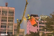 Công nhân xuyên đêm đốn hạ, di dời cây xanh, mở rộng đường Hoàng Quốc Việt