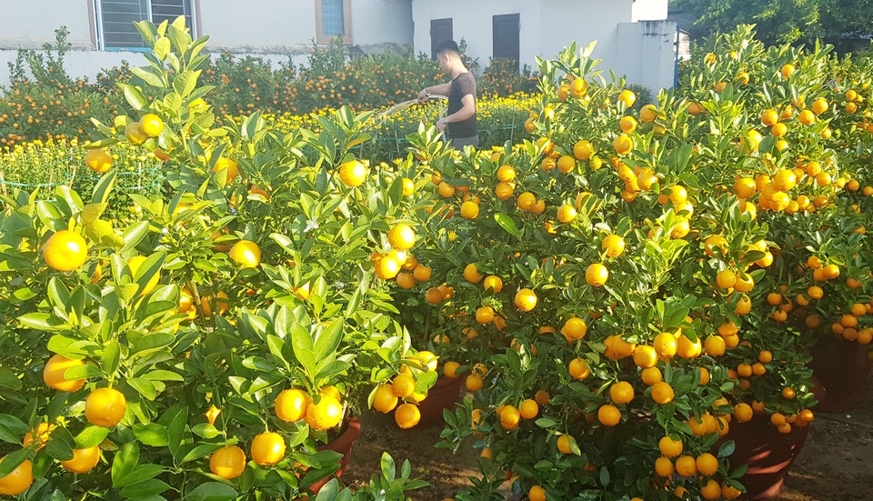 Ngàn hoa khoe sắc chờ đón Xuân - 5 Ngàn hoa khoe sắc chờ đón Xuân - 5