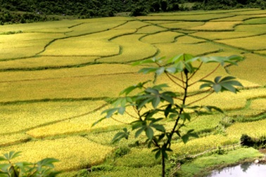 Mùa vàng dưới chân núi Xết