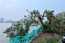 "Cây cô đơn" nổi tiếng ở Hà Nội bị gãy đổ sau cơn dông