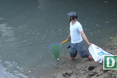 Cá chết nổi trắng sông ở Quảng Ngãi