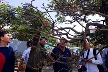 Ngắm “lão mai” hơn 100 tuổi giá hơn nửa tỷ đồng