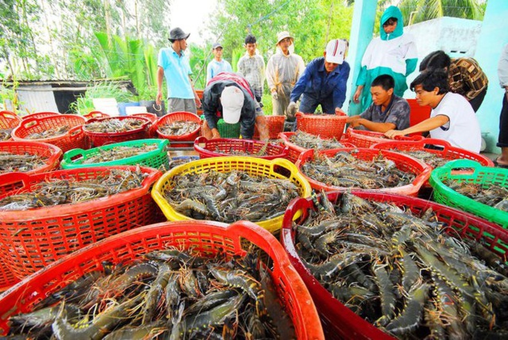 Đến lượt tôm mất giá, nhiều nông dân tỷ phú treo ao - 2 Đến lượt tôm mất giá, nhiều nông dân tỷ phú treo ao - 2