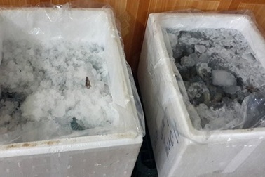 Phát hiện cơ sở bơm bột vào tôm đông lạnh ở Hà Nội