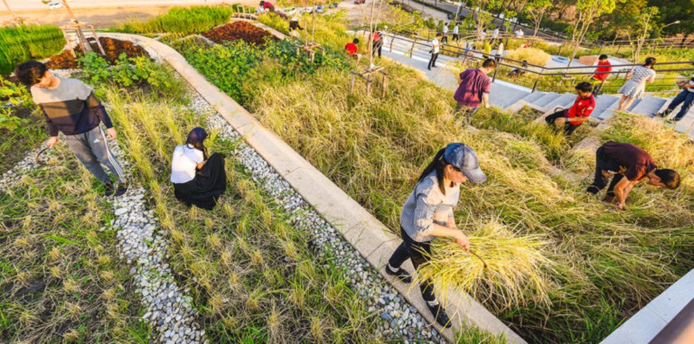 Kinh ngạc ruộng lúa kiểu bậc thang trên mái nhà ngập tràn màu xanh - 9 Kinh ngạc ruộng lúa kiểu bậc thang trên mái nhà ngập tràn màu xanh - 9