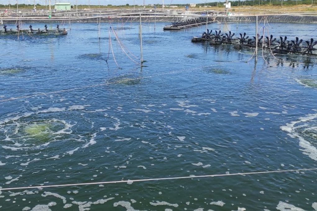 Đĩa tôm Việt xuất hiện trên bàn tiệc các nước nhìn rất sang - 3 Đĩa tôm Việt xuất hiện trên bàn tiệc các nước nhìn rất sang - 3