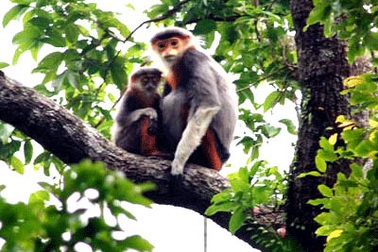 Phát hiện nhiều đàn Voọc quý quanh VQG Phong Nha