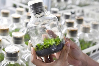 Người Việt dùng công nghệ thuần phục "hoa quý tộc", thu 1 tỷ đồng/1000m2