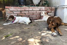 Không còn tiền nuôi, dân Venezuela thả chó hoang đầy đường