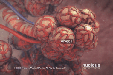 Virus corona gây viêm phổi như thế nào?