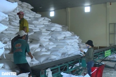 Phân bổ hơn 2,2 ngàn tấn gạo hỗ trợ người dân dịp Tết và thời kỳ giáp hạt