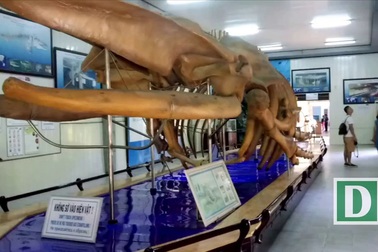 Cận cảnh bộ xương cá voi lưng gù dài 18m, nặng 10 tấn