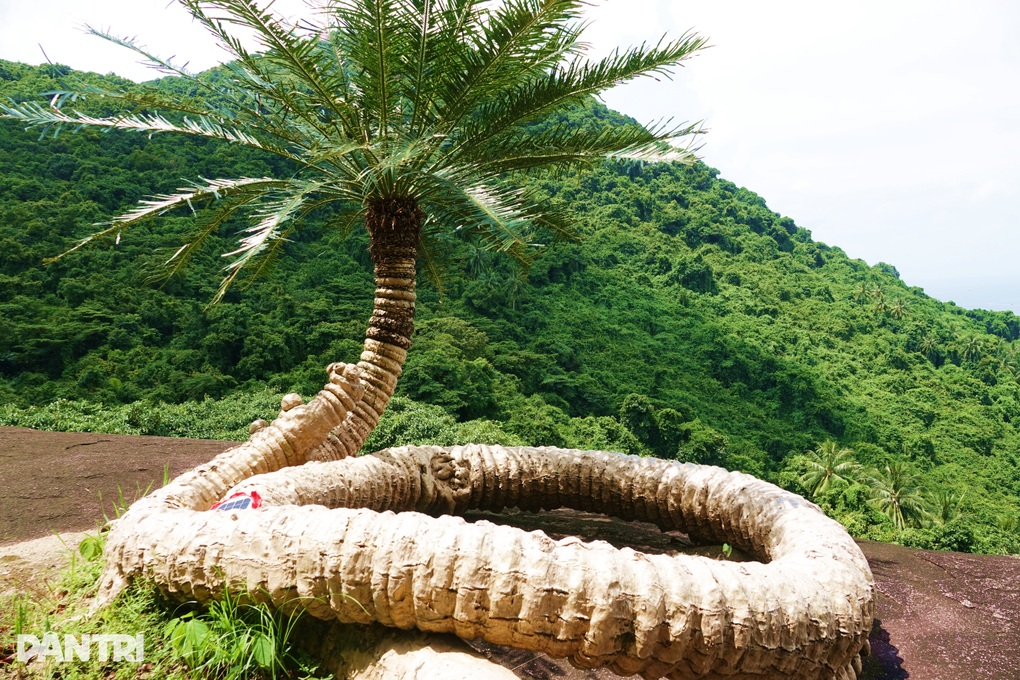 Cây thiên tuế 300 tuổi, dáng phú quý được nhiều người chơi cây săn lùng - 1 Cây thiên tuế 300 tuổi, dáng phú quý được nhiều người chơi cây săn lùng - 1