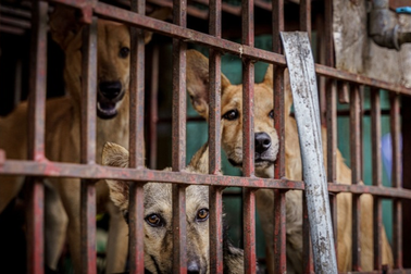 Thịt chó mèo không phải là thần dược chữa bệnh