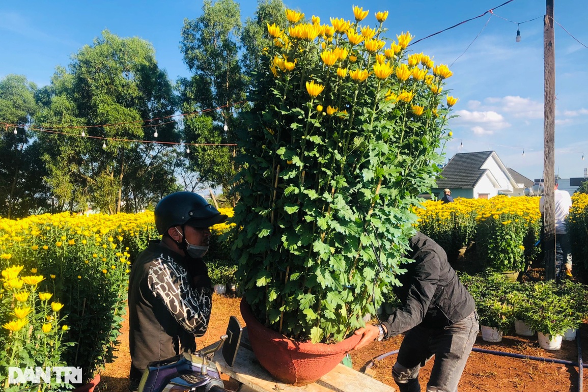 Lo mất Tết vì hoa ngập chợ, người bán đông hơn người mua - 3 Lo mất Tết vì hoa ngập chợ, người bán đông hơn người mua - 3