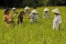 Triển khai đề án dạy nghề cho lao động nông thôn