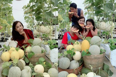 Vườn dưa đón Tết cho thu hoạch hơn một tạ của bà mẹ 3 con ở TPHCM