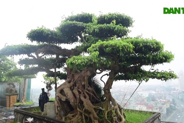 Cây sanh cổ trăm tuổi đắt giá ngang căn chung cư cao cấp ở Hà Nội