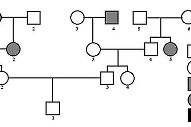 Cách lấy điểm câu cực khó môn Sinh học trong bài tập Di truyền phả hệ