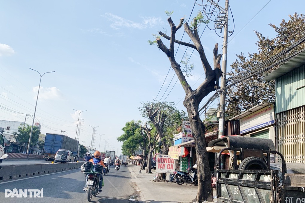 Hàng chục cây xanh ở TPHCM bị cắt trụi giữa tiết trời nắng như đổ lửa - 2 Hàng chục cây xanh ở TPHCM bị cắt trụi giữa tiết trời nắng như đổ lửa - 2