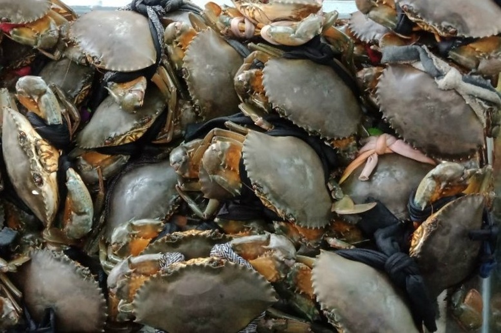 Cua Kiên Giang được chở về Cà Mau để lấy thương hiệu cua Năm Căn - 2 Cua Kiên Giang được chở về Cà Mau để lấy thương hiệu cua Năm Căn - 2