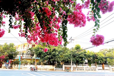 Nha Trang: Hoa giấy rực rỡ khắp các nẻo đường