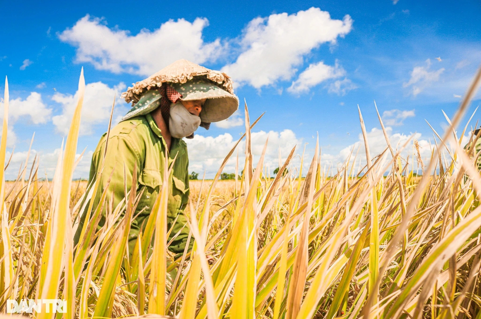 GS.TS Võ Tòng Xuân: Hành trình nửa thế kỷ tìm cách thoát nghèo cho nông dân - 2 GS.TS Võ Tòng Xuân: Hành trình nửa thế kỷ tìm cách thoát nghèo cho nông dân - 2