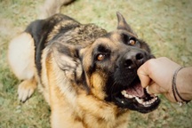 TPHCM: "Khối nghỉ hè" liên tục đi cấp cứu vì bị động vật tấn công