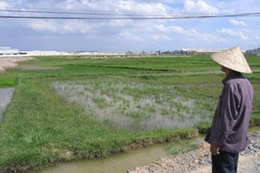 Cảnh báo nguy cơ mất an ninh lương thực