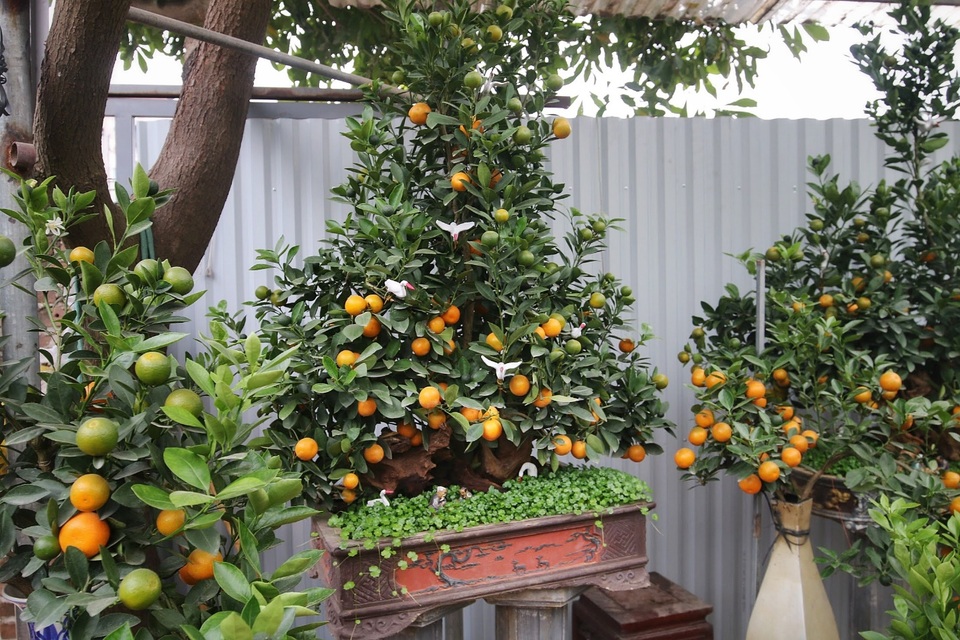 Quất ghép gỗ lũa độc lạ, đại gia phải đặt trước hàng tháng - 3 Quất ghép gỗ lũa độc lạ, đại gia phải đặt trước hàng tháng - 3