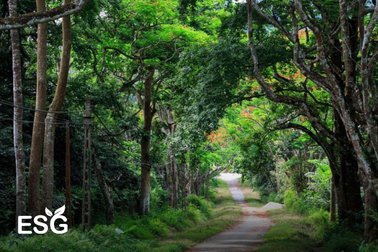 Việt Nam nhận 51,5 triệu USD từ World Bank do giảm phát thải carbon