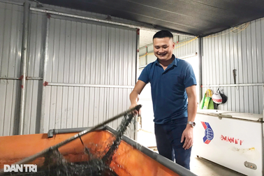 Nuôi 20 tấn lươn nhung nhúc trong bể, việc nhàn mà thu lãi tiền tỷ mỗi năm