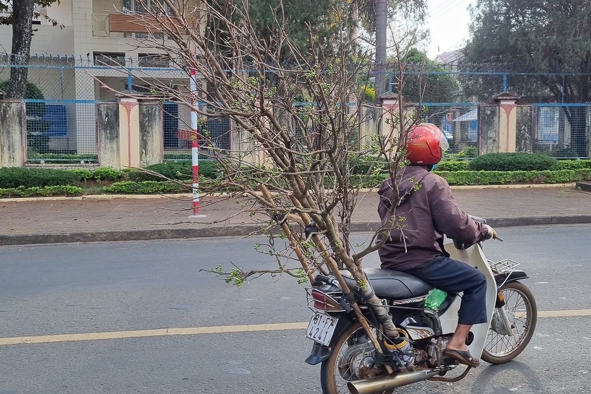 Mai rừng ùn ùn xuống phố, thu hút khách rước xuân về nhà đón Tết - 3 Mai rừng ùn ùn xuống phố, thu hút khách rước xuân về nhà đón Tết - 3