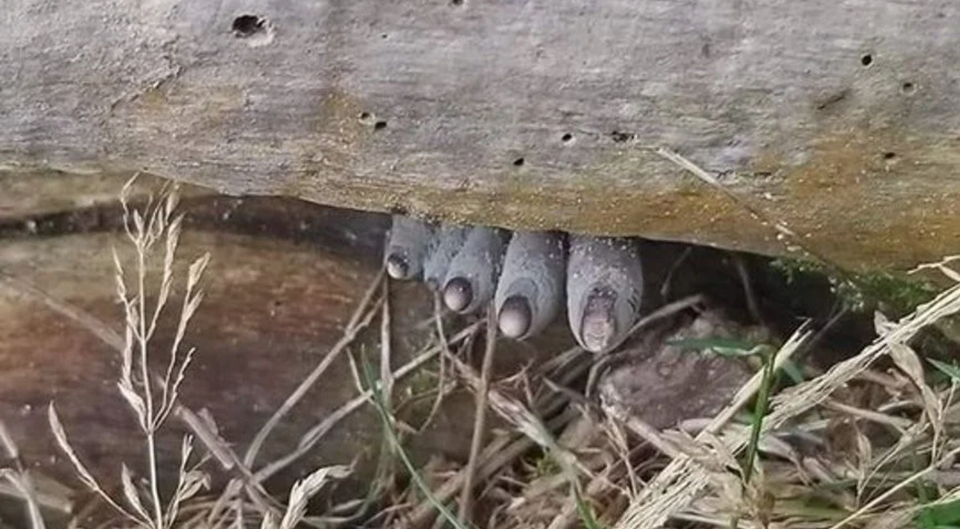 Nấm “bàn tay zombie” khiến nhiều người thoạt nhìn đã khiếp - 1 Nấm “bàn tay zombie” khiến nhiều người thoạt nhìn đã khiếp - 1