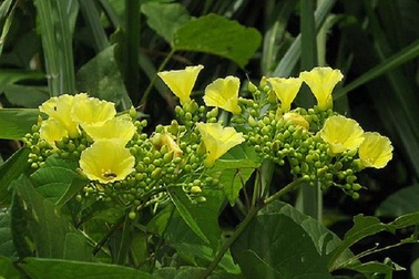 Thử nghiệm diệt thực vật ngoại lai tại VQG Phong Nha - Kẻ Bàng