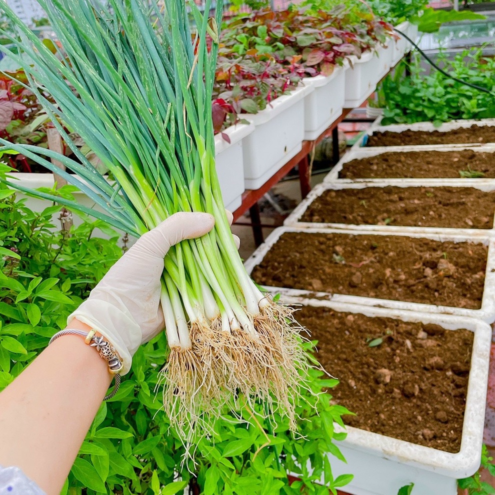 Vợ chồng trồng rau tặng hàng xóm, mua thực phẩm giúp người nghèo mùa dịch - 8 Vợ chồng trồng rau tặng hàng xóm, mua thực phẩm giúp người nghèo mùa dịch - 8