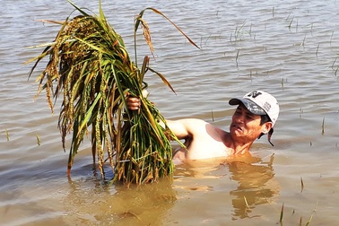 Nông dân khóc ròng vì hàng chục hecta lúa chìm trong nước