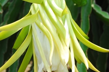 Chính quyền làm gì khi thương lái thu gom nông sản lạ?