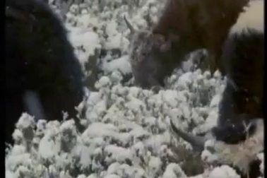 Bộ lạc xa rời thế giới văn minh ở “đất nước hạnh phúc nhất thế giới”