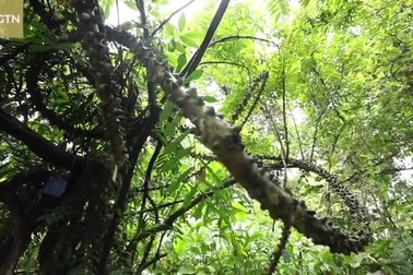 Loài cây hình rồng bay trong rừng rậm với nhiều dây leo phủ gai nhọn hoắt