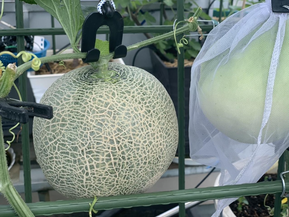 Khu vườn trên cao, rộng 60m2 có nhiều rau, trái lạ của mẹ đảm ở Sài Gòn - 7